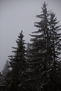 松林在雪下的风景