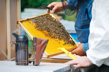 养蜂人控制 beeyard 和蜜蜂