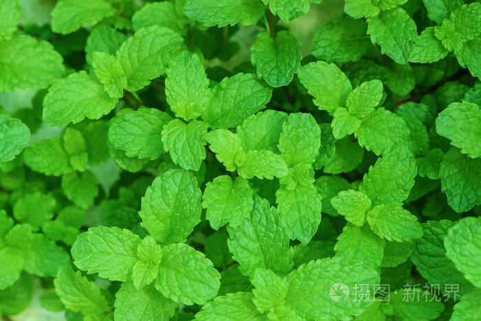 绿薄荷叶