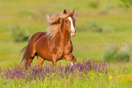 长鬃毛的红马奔跑驰骋在花丛中照片