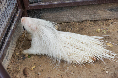 在动物园里的豪猪图片