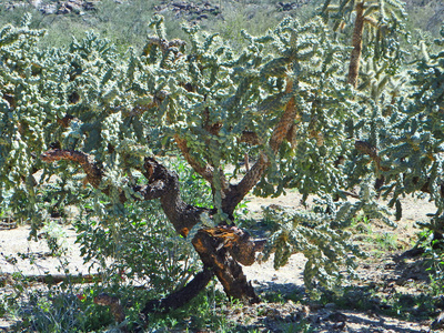 亚利桑那州图森北部鸽子山沙漠中的链 cholla 仙人掌