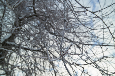 冬天的树，雪