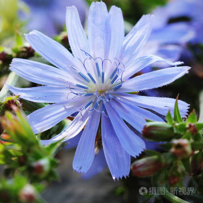 开花菊植物 野生莴苣 菊细叶 普通菊苣花照片 正版商用图片0r9dhg 摄图新视界 开花菊植物 野生莴苣 菊细叶 普通菊苣花照片 正版商用图片0r9dhg 摄图新视界