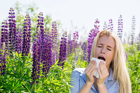 女孩从开花的 lupines 打喷嚏。