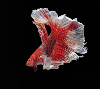 五颜六色的鱼打暹罗, 五颜六色的尾巴, 突出的动作, 良好的姿态照片