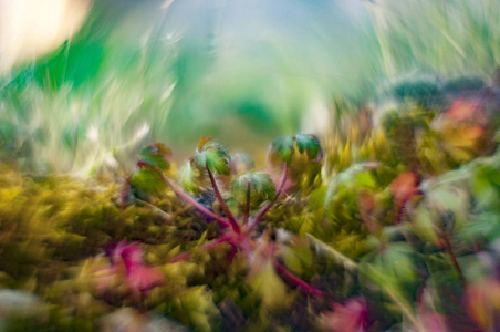 与野生植物景