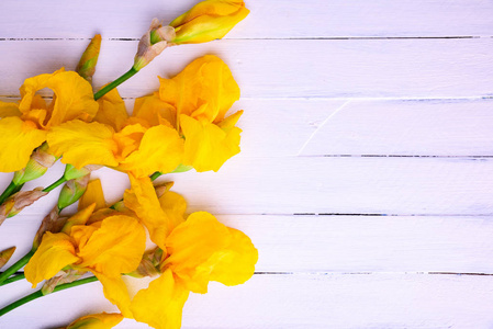 黄色鸢尾花白色的木制背景上的黄色鸢尾花的花束照片