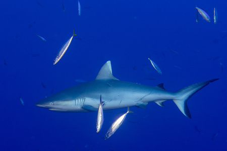 灰色鲨鱼准备在蓝色水下攻击照片