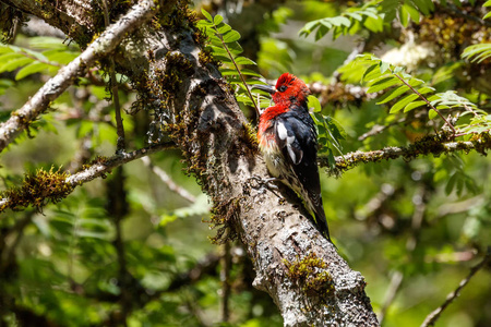 红大胸的 sapsucker