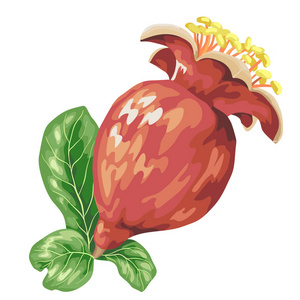 patternwith 亮石榴开花及树枝剪影在平面设计插图中的实现在逼真鲜艳