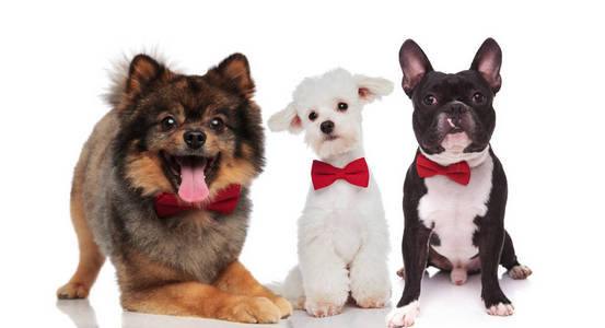 可爱的团队三优雅的狗穿着 bowties, 而坐在白色背景上躺在