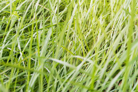 完美的绿色背景由新鲜的草。绿草的高大茎。绿色纹理