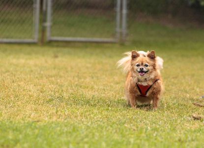 奇瓦瓦州博美犬狗混合