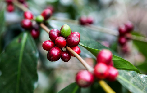 种植咖啡樱桃图片