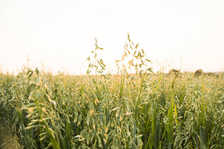 在阳光明媚的日子里, 在田野里种植小麦的绿色燕麦耳。农业。自然产品