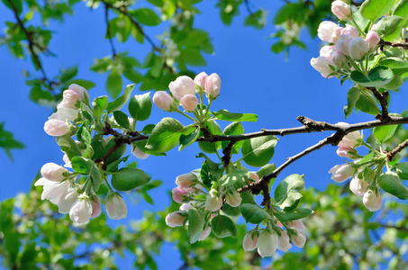 雨天春天花园开花的果树和春雨.