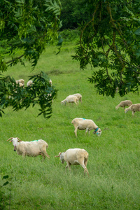 Ariege 地区的法国南部山地牧场的羊群群