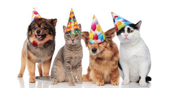 四组滑稽的猫和狗与生日帽子站立和坐在白色背景