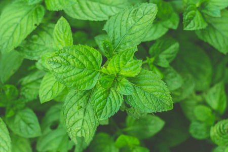 绿薄荷植物生长在菜园里