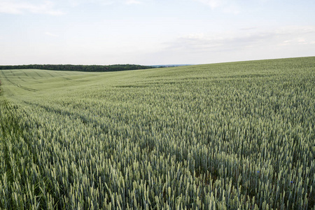 年轻的绿色麦田与黄昏的夕阳天空。成熟的耳朵小麦。农业。天然产品。农业景观