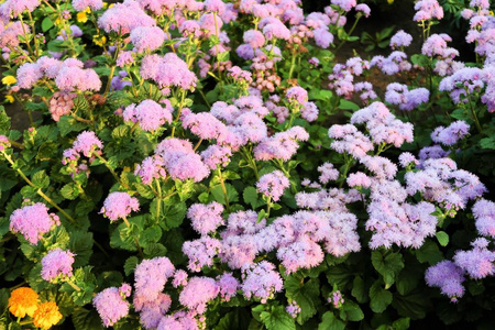 花坛山水上的夏日花朵