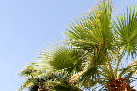 棕榈树对天空, 风景