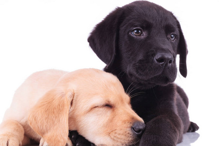 两个可爱的拉布拉多幼犬 resti 的特写图片