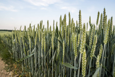 关闭在美丽的田野上的年轻的绿色小麦耳朵。成熟的耳朵小麦。农业。天然产品