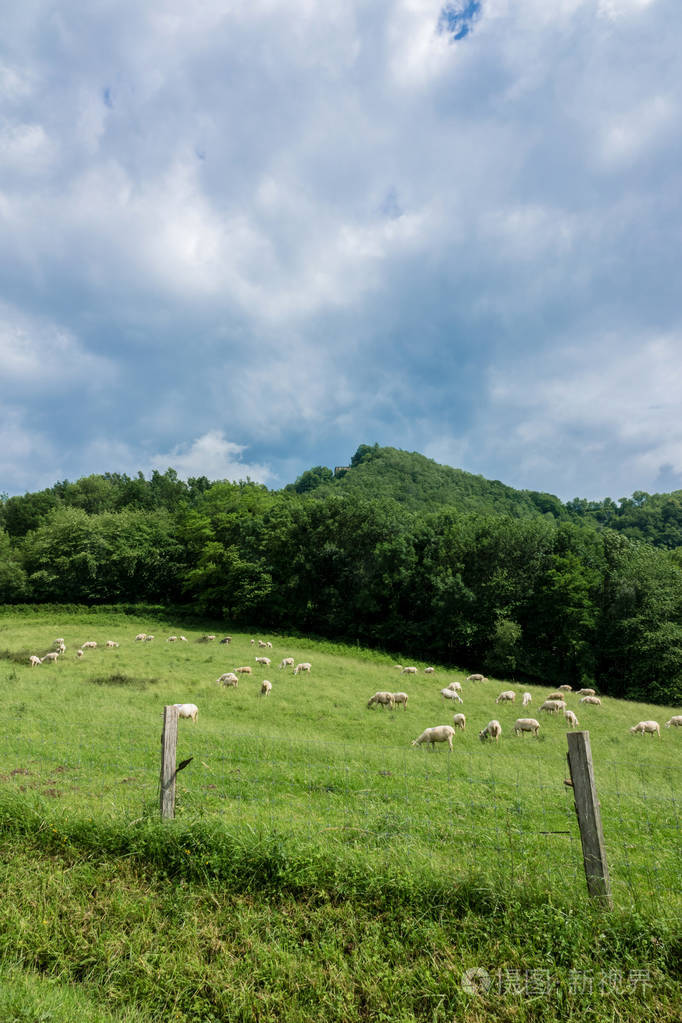 ariege 地区的法国南部山地牧场的羊群群