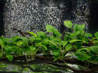 水族箱的水生植物种类繁多图片