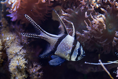 Banggai cardinalfish 游泳