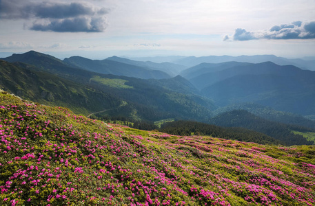 景观与美丽的粉红色杜鹃花。天空与云彩。在薄雾中的高山。旅游胜地。地点 Marmarosy, 乌克兰