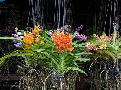 泰国兰花养殖场兰花花卉市场图片