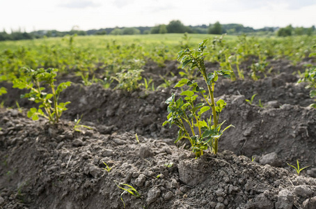 土盖上的小马铃薯.植物特写.春马铃薯幼苗的萌芽照片