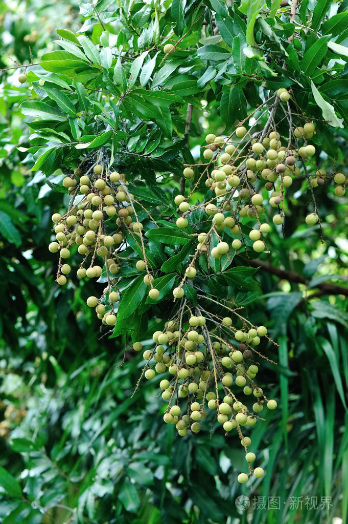 树上生长的龙眼热带水果