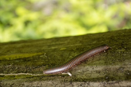 在森林里的千足虫图片