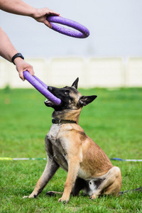 比利时牧羊犬小狗和主人的两个玩具中拉拔器