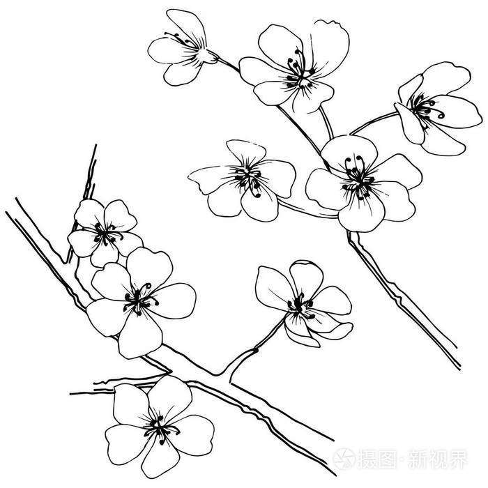 植物全名: 樱花.背景,纹理,包装图案,框架或边框的矢量花