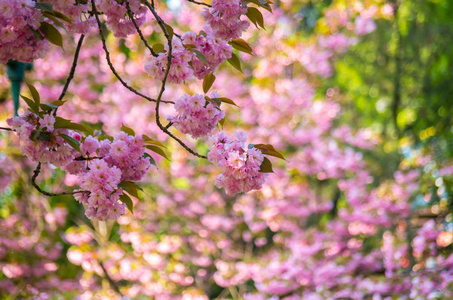 樱花树鲜花盛开的花园里图片