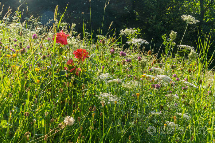 在茂密的草丛中生长的各种野花 在温暖的夏日阳光下 在灌木丛的灌木丛旁照片 正版商用图片0ra9a7 摄图新视界 在茂密的草丛中生长的各种野花 在温暖的夏日阳光下 在灌木丛的灌木丛旁照片 正版商用图片0ra9a7 摄图新视界