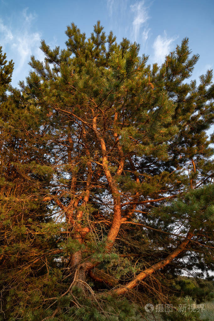在波罗的海沿岸的松树在黄昏日落的光线.古典波罗的海海滩风景.