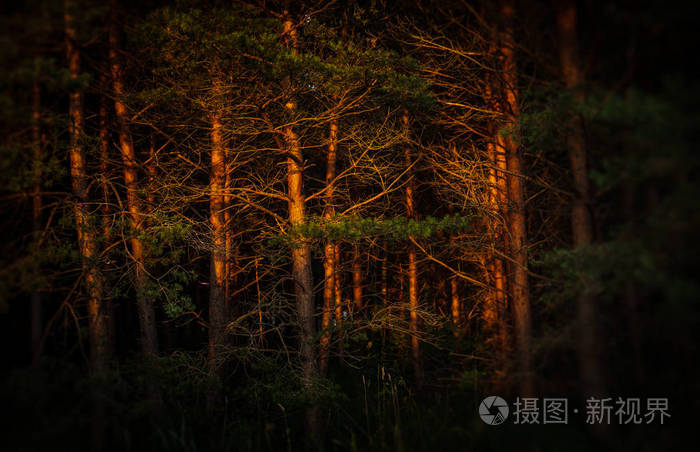 柔和的焦点在波罗的海沿岸的松树在黄昏的光线下的图像。古典波罗的海海滩风景。狂放的自然