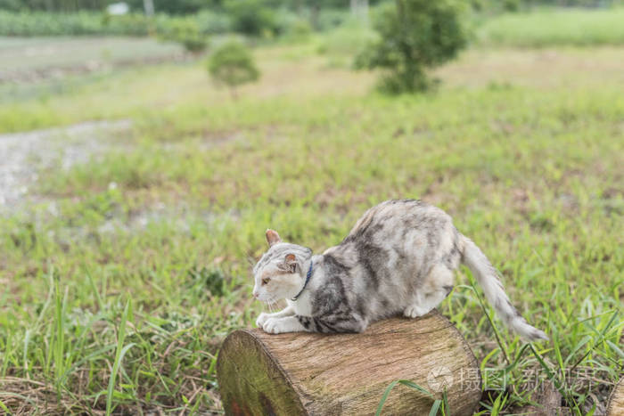 猫在木头上, 一只小猫坐在户外