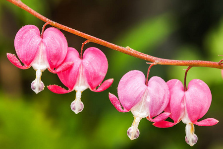 粉红色的心花 Dicentra 赤松或 Lamprocapnos 赤松出血