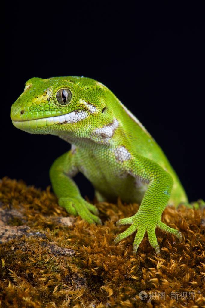 宝石壁虎 (naultinus gemmeus) 是新西兰南岛的原产物种.