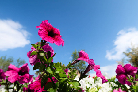 矮牵牛花, 天空风景自然