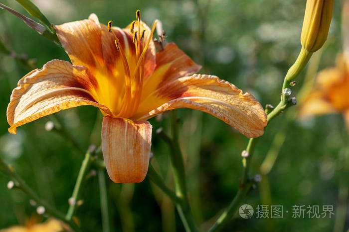 橙色百合花特写 炎热的夏日在一个模糊的绿色背景照片 正版商用图片0radox 摄图新视界 橙色百合花特写 炎热的夏日在一个模糊的绿色背景照片 正版商用图片0radox 摄图新视界