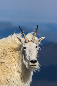在埃文斯科罗拉多山上的一只美丽的山羊