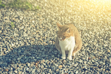 肥猫坐在室外地上